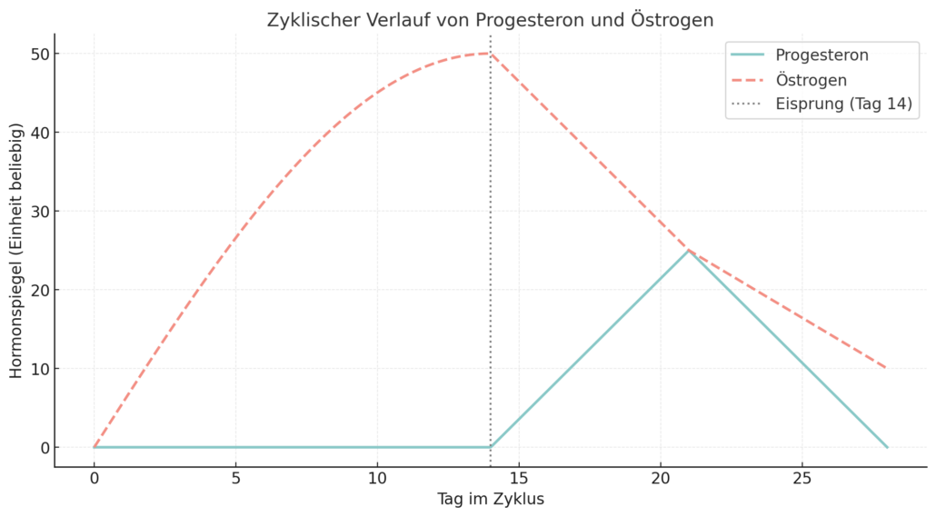 Zyklusverlauf-Hormone